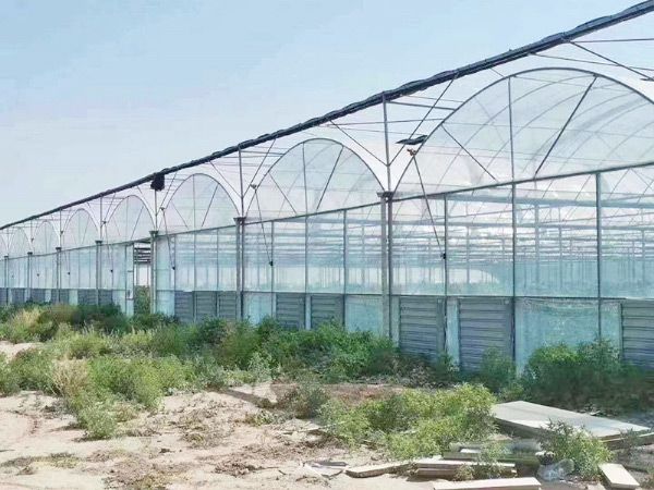 連棟薄膜溫室