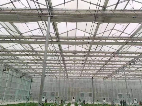 陽(yáng)光板溫室大棚